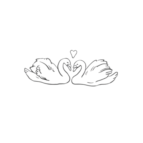 Two swans in love